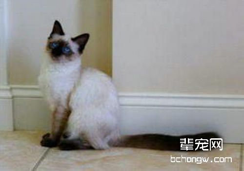 猫咪骨营养不良的认知