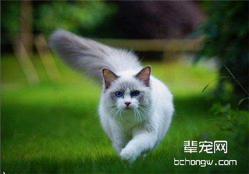 新生仔猫假死有办法