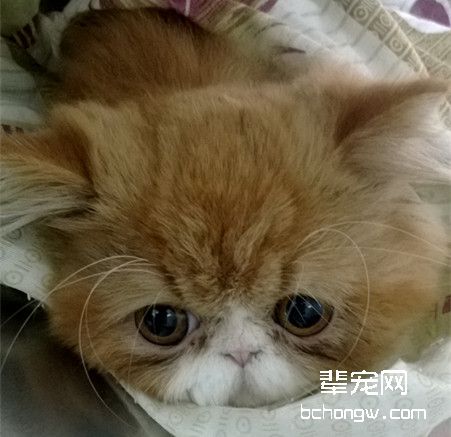 一例猫单侧隐睾的病例分析
