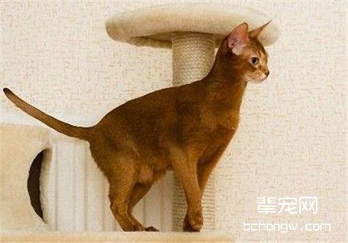 猫咪肥厚型心肌病始末