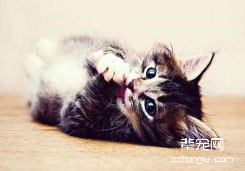 治疗猫咪副伤寒