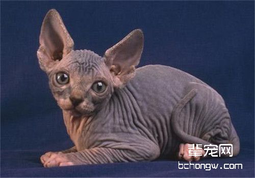 老年猫容易发生的健康问题有哪些