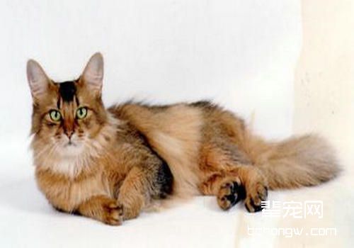 猫咪秃毛癣的防治