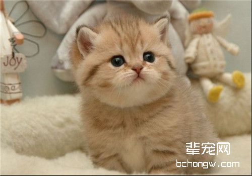 猫咪假孕的原因是什么