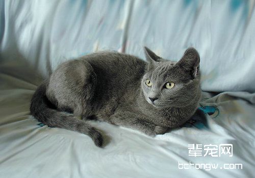 猫咪肝炎的治疗