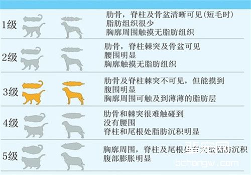 关于宠物的肥胖问题
