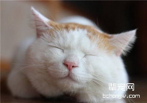 治疗猫瘟的方法及注意事项