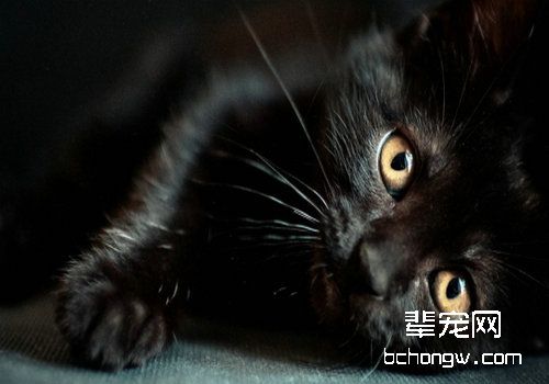 猫咪癌症前期的征兆