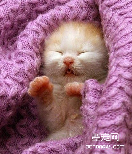 猫瘟治疗需要注意的几大项