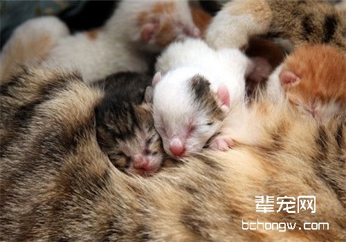 新生猫假死如何救治