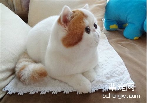 异国短毛猫如何繁育