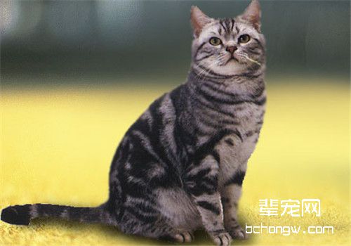 猫咪假孕是怎么回事？