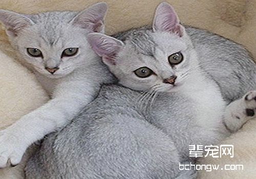 猫咪乳腺炎治疗案例