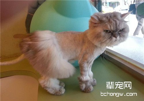 猫咪空调病的治疗