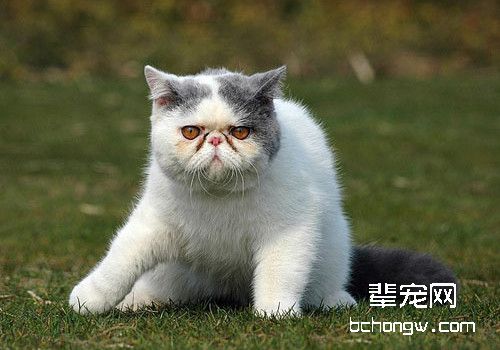 如何选择猫咪的配种时间