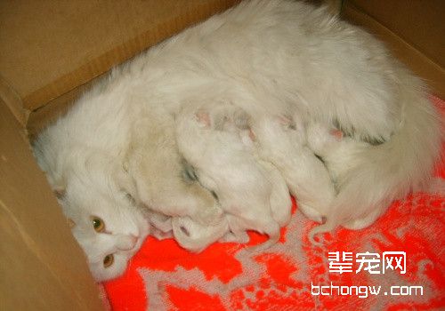 猫咪生产前要准备哪些东西？
