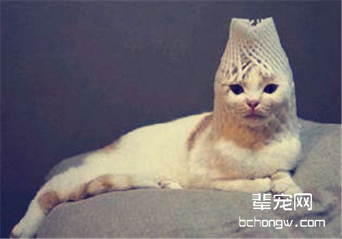 如何让猫咪顺利吐出毛球