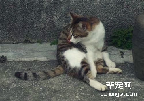 怀孕后的猫咪如何增加营养？