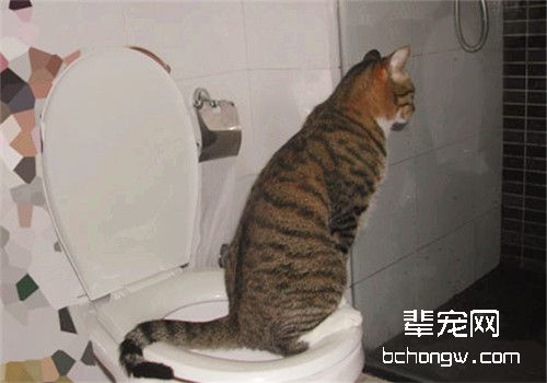 猫咪为什么突然不排尿了？