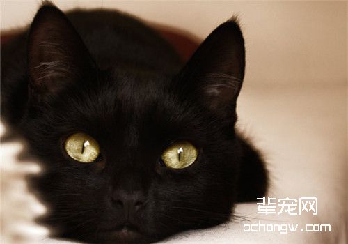 怀孕猫咪临产前有哪些征兆