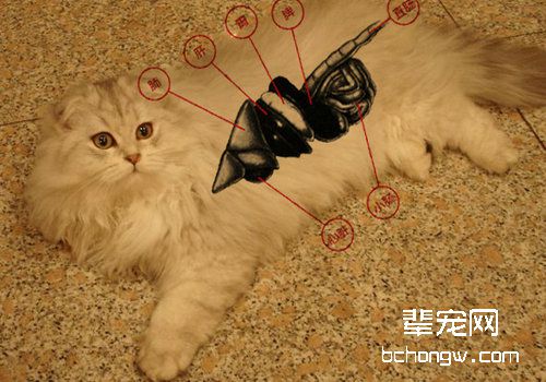猫咪胰腺炎的判断和治疗