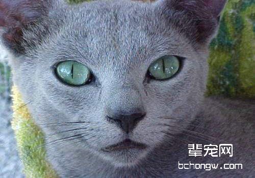 猫咪绦虫病的认知和防治