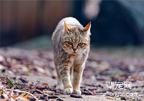 猫咪感染寄生虫的常见渠道