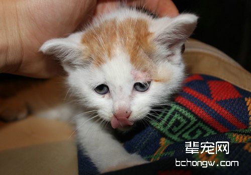 如何治愈猫咪急性胰腺炎