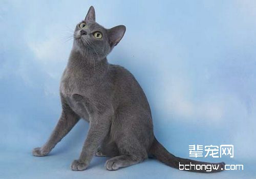 孕期猫咪的照料心得