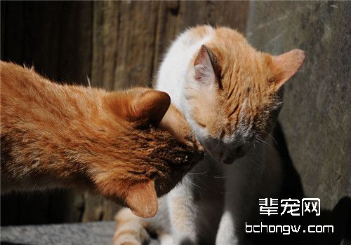 发情期的猫咪不能吃什么