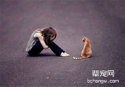 如何处理离世的爱宠