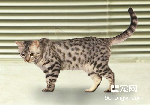 猫咪外伤的紧急处理