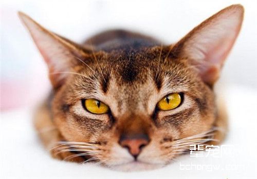 猫生病以后会有哪些表现