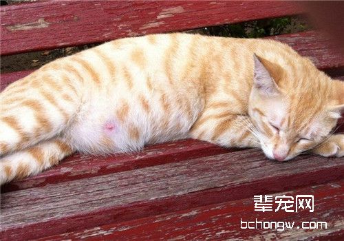 照顾怀孕小猫要注意什么