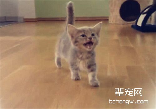 猫咪患了牙结石如何治疗
