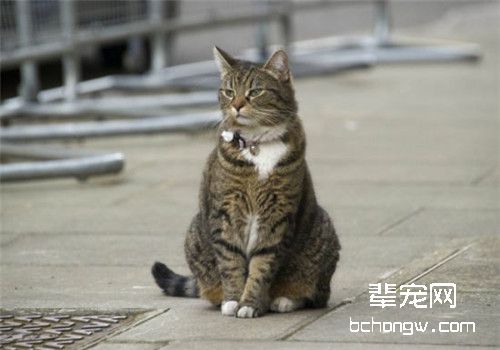 妊娠和泌乳猫的饲养管理