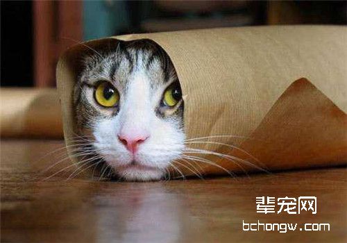 猫咪突然腹泻是什么原因