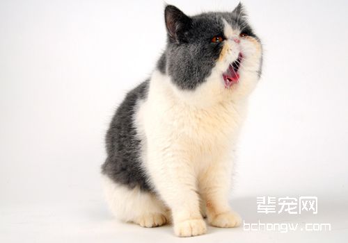 幼猫多大可以注射疫苗