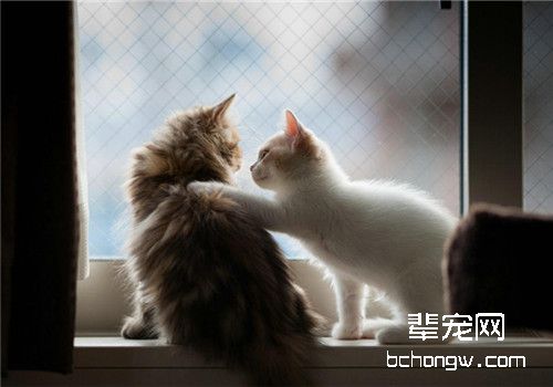老年猫较易罹患的疾病有哪些？
