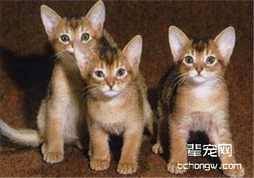 如何治疗阿比西尼亚猫的猫癣