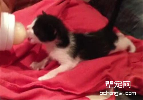 关注新生仔猫死亡症
