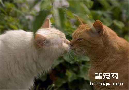 如何促使宠物猫交配
