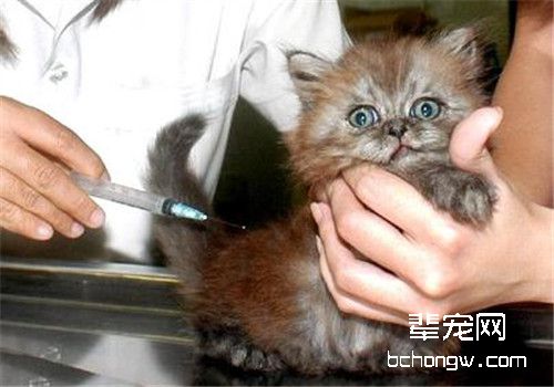 猫咪免疫失败怎么办？