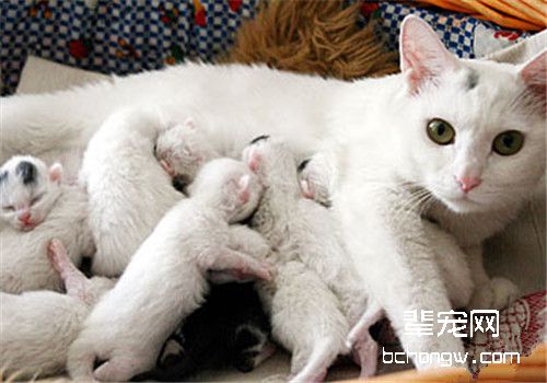 如何协助母猫抚育小猫