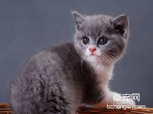 春季猫咪呕吐腹泻的应对措施