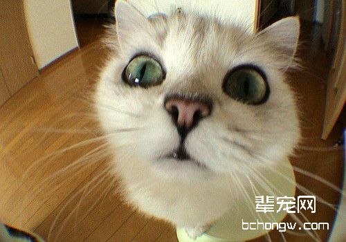 造成幼猫死亡的七大杀手