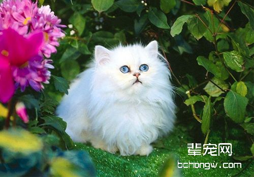 猫咪叫春，主人该怎么办
