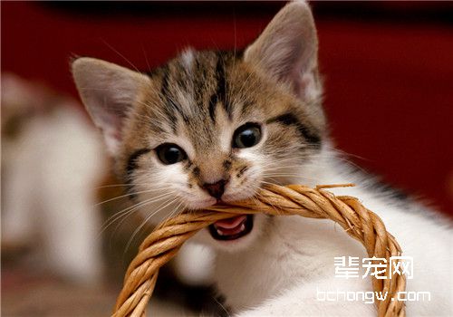 猫咪绝育手术后要用催醒针吗？