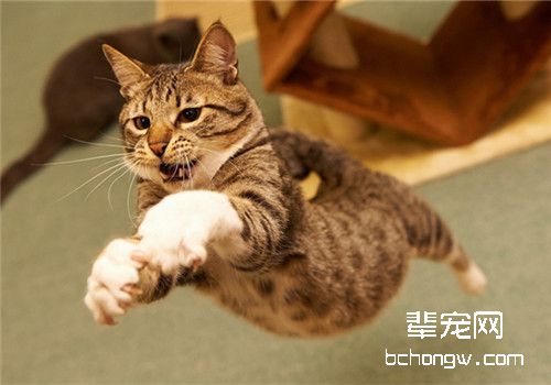 猫咪受伤紧急处理手册