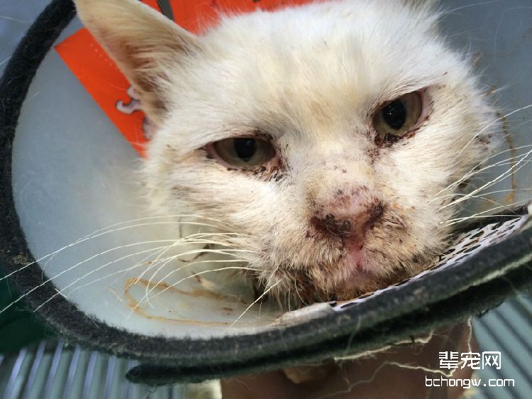 拔牙术在猫咪口炎疾病中的应用